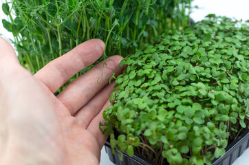 Naklejka na ściany i meble A male hand touches mustard microgreen seedlings. Young sprouts of peas, healthy food concept