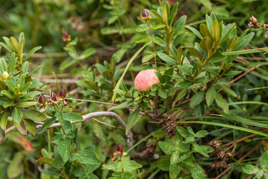 Alpenrose Frucht - Nahaufnahme