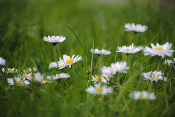 Pâquerette vivace (Bellis perennis) dans une prairie printanière © Julien Rondez