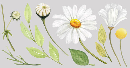 Watercolor chamomile floral illustration. White wildflower  herbal element