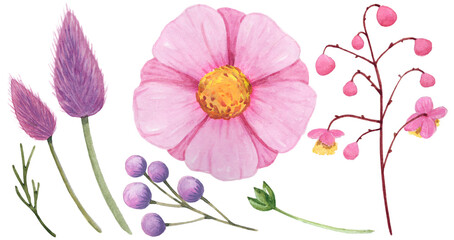Watercolor Pink wildflowers in white background. Hand painting botanical illustration