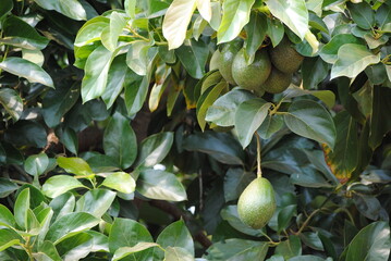 Avocatier (Persea americana) et avocats sur l'arbre