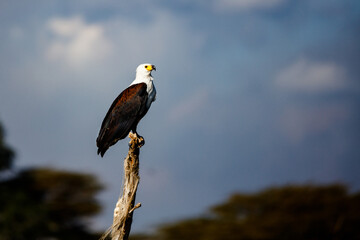 Kenia
