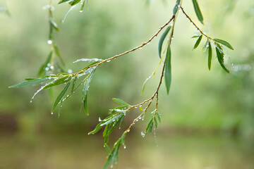 Fototapeta premium Willow branch with raindrops on blurred nature background