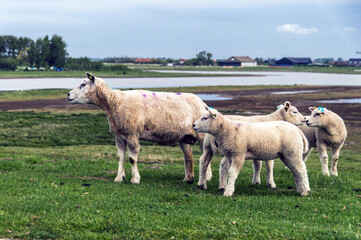 Schafe auf dem Deich