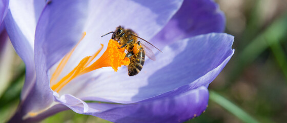 Bannière d'une abeille de profil butinant une fleur de crocus violet © Quéméner Valérie