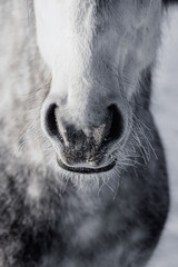 Fluffy dappled grey andalusian horse in winter with frozen nostrils and wiskers, close up portrait.