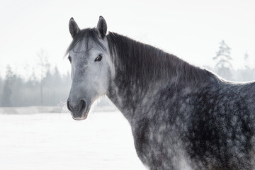 Obraz na płótnie Canvas Fluffy dappled grey andalusian (PRE) horse in snow in winter, animal portrait.