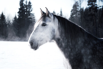 Fototapeta na wymiar Fluffy dappled grey andalusian (PRE) horse in snow in winter, animal portrait.