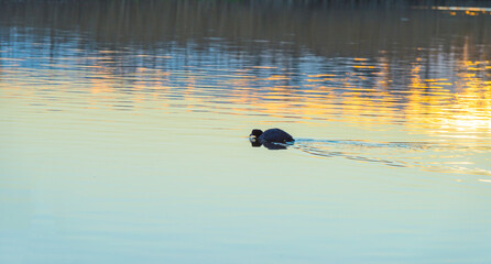 Coot swimming in a lake in wetland in sunlight at sunrise in winter, Almere, Flevoland, The Netherlands, February 26, 2021