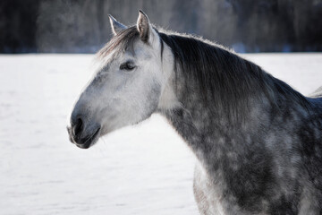 Fluffy dappled grey andalusian (PRE) horse in snow in winter, animal portrait.