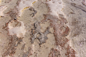 Limestone texture with water. An old fossil. Sea shore. Pamukkale, Turkey. Natural background