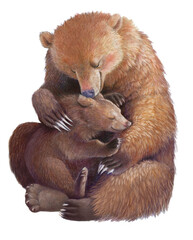 Mother bear hugs the bear cub. Realistic colored hand drawing. Illustration, motherhood. Mothers Day.