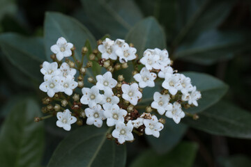 Pequeñas flores blancas en fondo verde.