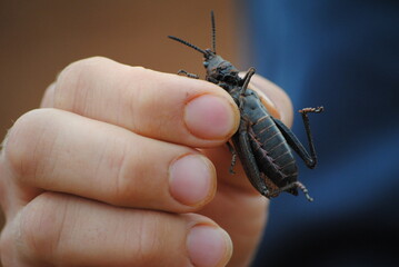 Sauterelle, insectes comestibles