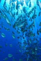 Fototapeta na wymiar Schooling Highfin Rudderfish (Kyphosus cinerascens ), Palau, Micronesia, Rock Islands, World Heritage Site, Western Pacific