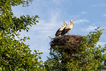 White storks in the nest, spring. Green tree. Blue sky, beautiful weather. Ciconia ciconia....