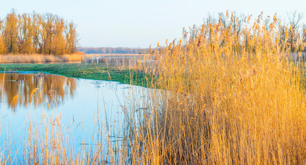 Reed along the edge of a lake in wetland in sunlight at sunrise in winter, Almere, Flevoland, The Netherlands, February 26, 2021
