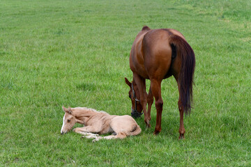 Naklejka na ściany i meble A chestnut warmblood mare with her palomino foal in a green meadow. The filly is resting in the grass.