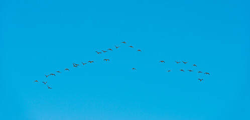 Flock of geese flying in a blue sky in bright sunlight at sunrise in winter, Almere, Flevoland, The Netherlands, February 26, 2021