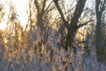 Obraz premium Field with trees, reed and bushes in wetland in sunlight at sunrise in winter, Almere, Flevoland, The Netherlands, February 26, 2021