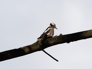 spotted woodpecker
