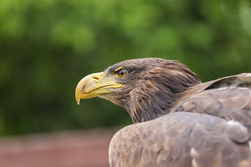 Portrait of an eagle's head. The view of the head is from the side. The eagle's eye is visible. The background is green.