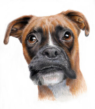 Realistic drawing of a dog breed boxer. Dog portet Isolated on a white background.