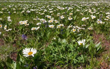 Beautiful Vast Sea Of Wildflowers In A Large Meadow, Idaho
