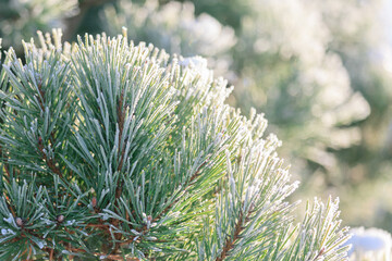 A branch of pine covered with snow. Winter scene. Wallpapers, background.