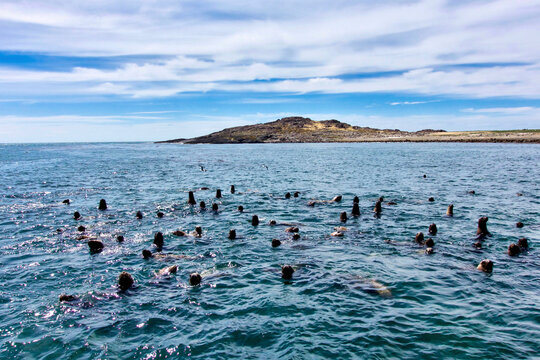 Argentina, Santa Cruz. Puerto Deseado, Penguin Island, sea lions.