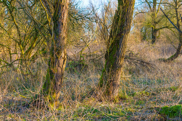 Field with trees, reed and bushes in wetland in sunlight at sunrise in winter, Almere, Flevoland, The Netherlands, February 26, 2021