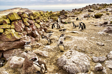 Argentina, Santa Cruz. Puerto Deseado, Penguin Island, Magellanic penguins.