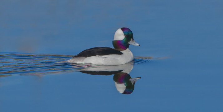  bufflehead drake (Bucephala albeola) swimming in blue water with reflection, green and purple iridescence on head, feather detail