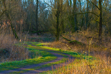 Field with trees, reed and bushes in wetland in sunlight at sunrise in winter, Almere, Flevoland, The Netherlands, February 26, 2021