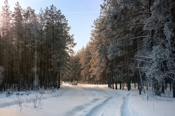 Winter road on snow-covered forest.