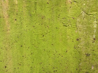 Green Lichen in Edinburgh Scotland