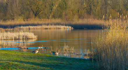Geese along the edge of a lake in wetland in sunlight at sunrise in winter, Almere, Flevoland, The Netherlands, February 26, 2021
