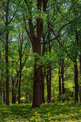 Shady forest