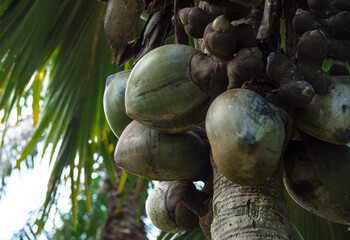 Closeup shot of tropical coconuts on palm tree.