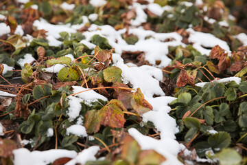 Green strawberry leaves on the covering material are sprinkled with white snow. The first frosts and frosts. Strawberry shelter for the winter.