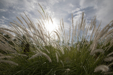 Fototapeta premium The meadow at sunset. Closeup view of Pennisetum orientale ornamental grass, also known as Fountaingrass, growing in the field. Its beautiful green foliage texture and pattern. 