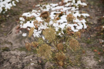 Dried dill in winter. The village garden, the dacha are covered with a small amount of snow.