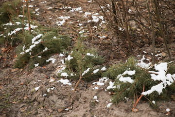 A vine covered with green branches of fir trees. Shelter for the winter from frost with lapnik and spruce branches.