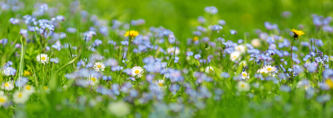 Meadow with lots of colorful spring flowers - obrazy, fototapety, plakaty
