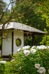 Blooming white Paeonia suffruticosa in the garden. Japanese style garden