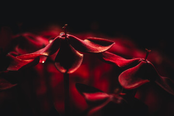 Red flowers on a black background 