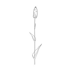 Vector line hand drawn illustration with Bistorta officinalis. Minimalist Flower and herb. Wildflower for logo design, tattoo, postcard