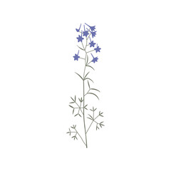 Fototapeta na wymiar Vector color hand drawn illustration with Consolida regalis. Minimalist Flower and herb. Wildflower for logo design, tattoo, postcard