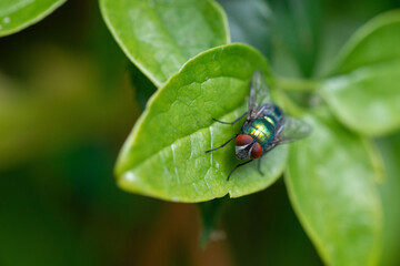 Common green bottle fly Lucilia sericata on a green leaf